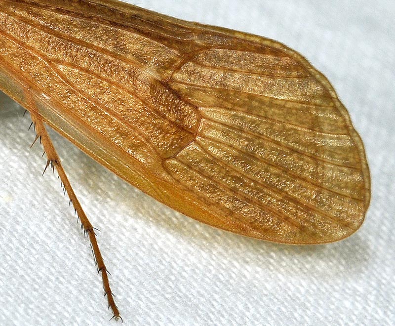 da identificare:  Limnephilidae: cfr. Stenophylax sp.